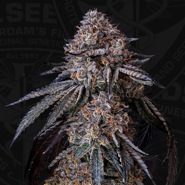 London Bubbly (T.H.Seeds) Féminisée