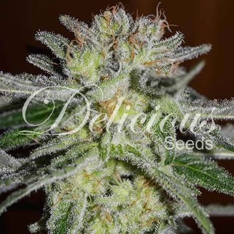 Northern Light Blue (Delicious Seeds) féminisée