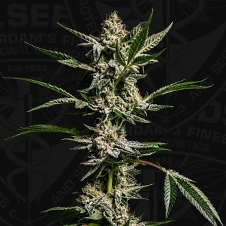 FireGum (T.H.Seeds) f&eacute;minis&eacute;e