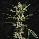 FireGum (T.H.Seeds) féminisée