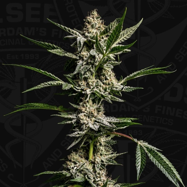 FireGum (T.H.Seeds) féminisée