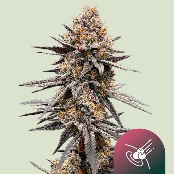 Gravity Berry F1 (Royal Queen Seeds) Féminisée