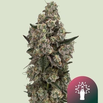Supersoda F1 (Royal Queen Seeds) F&eacute;minis&eacute;e