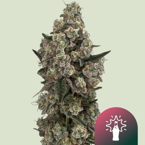 Supersoda F1 (Royal Queen Seeds) Féminisée