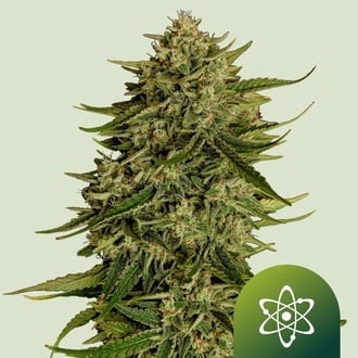 Quantum Terp F1 Auto (Royal Queen Seeds) F&eacute;minis&eacute;e