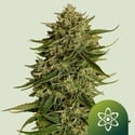 Quantum Terp F1 Auto (Royal Queen Seeds) Féminisée