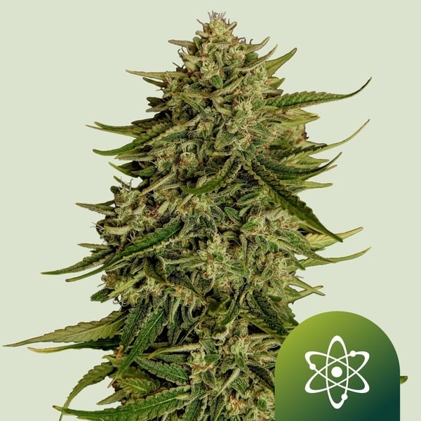 Quantum Terp F1 Auto (Royal Queen Seeds) Féminisée