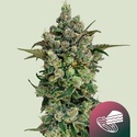 Dark Matter Cake F1 (Royal Queen Seeds) Féminisée