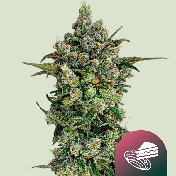 Dark Matter Cake F1 (Royal Queen Seeds) Féminisée