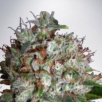 Big Bud XXL (Ministry of Cannabis) féminisée