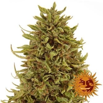 Pineapple Express Auto (Barney's Farm) féminisée