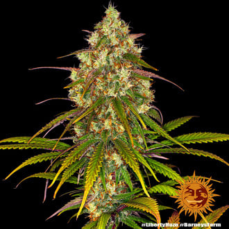 Liberty Haze (Barney's Farm) féminisée