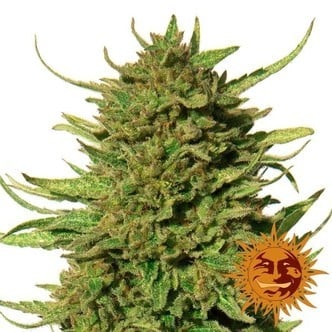 Critical Kush (Barney's Farm) féminisée