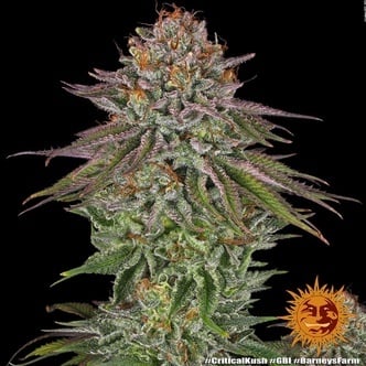 Critical Kush (Barney's Farm) féminisée