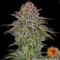 Critical Kush (Barney's Farm) féminisée