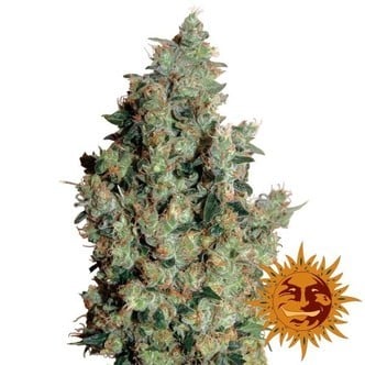 Tangerine Dream (Barney's Farm) féminisée