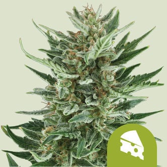 Royal Cheese Automatic (Royal Queen Seeds) féminisée