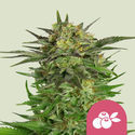 Haze Berry (Royal Queen Seeds) féminisée