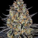 LSD (Barney's Farm) féminisée