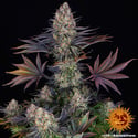 LSD (Barney's Farm) féminisée