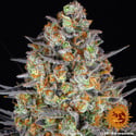 LSD (Barney's Farm) féminisée
