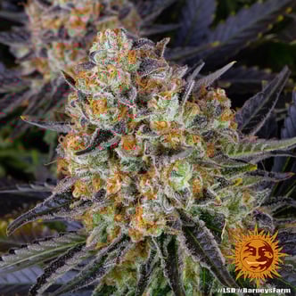 LSD (Barney's Farm) féminisée