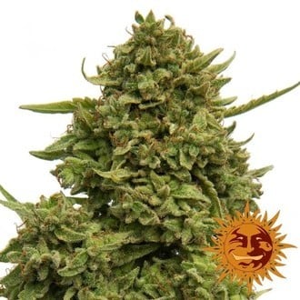 Pineapple Chunk (Barney's Farm) féminisée