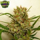 Ripper Haze (Ripper Seeds) féminisée
