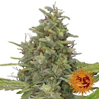 G13 Haze (Barney's Farm) féminisée