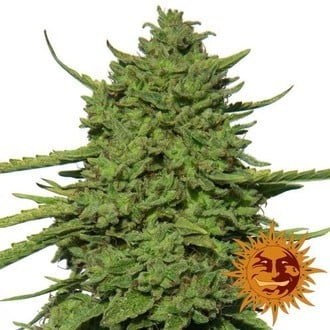 Amnesia Lemon (Barney's Farm) féminisée