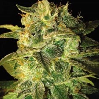 Sugar Mango Ryder Automatic (World Of Seeds) féminisée