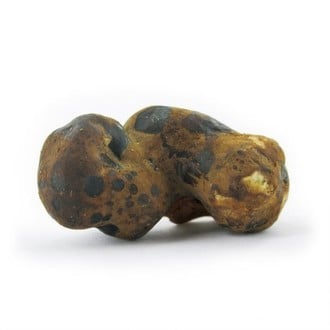 Truffes magiques Fantasia