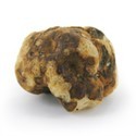 Truffes magiques Tampanensis