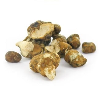 Truffes magiques Tampanensis