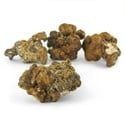 Truffes Magiques Hollandia