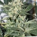 CBD Skunk Haze (Dutch Passion) féminisée