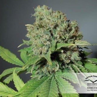 CBD Skunk Haze (Dutch Passion) féminisée