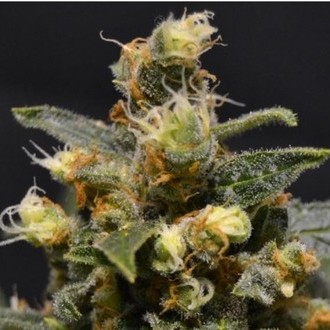 A-K (CBD Seeds) féminisée
