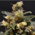 A-K (CBD Seeds) féminisée