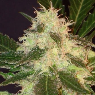 Widow (CBD Seeds) féminisée