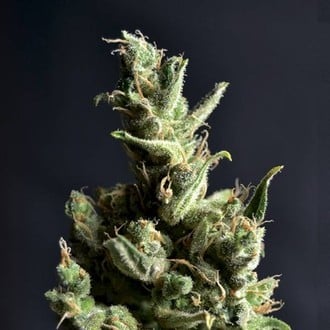 Amnesia 5 (CBD Seeds) féminisée