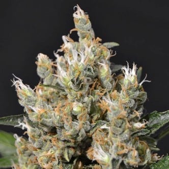 Kali (CBD Seeds) féminisée