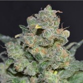Cheese (CBD Seeds) féminisée