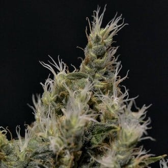 Vanilla Haze (CBD Seeds) féminisée