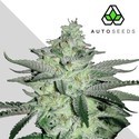 Diesel Berry (Auto Seeds) féminisée
