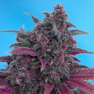 Dark Devil Auto (Sweet Seeds) féminisée