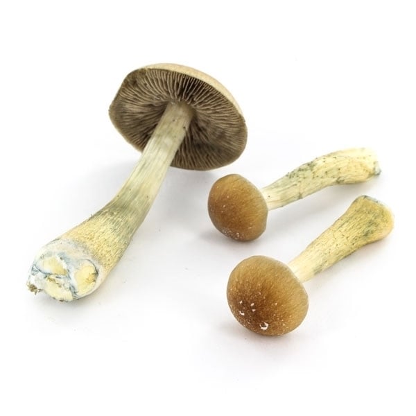 Kit de culture de champignons Psilocybe Cubensis B+ - Setnatur