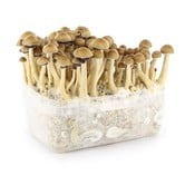 100% Mycelium Kit 'Mexicain' (Supa Gro)