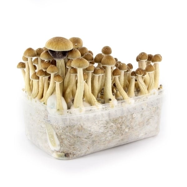 Kit de Culture de Champignons Magiques McKennaii (Ready-to-Grow