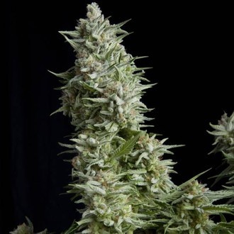 Alpujarreña (Pyramid Seeds) féminisée